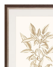 Load image into Gallery viewer, Sepia Botanicals 3
